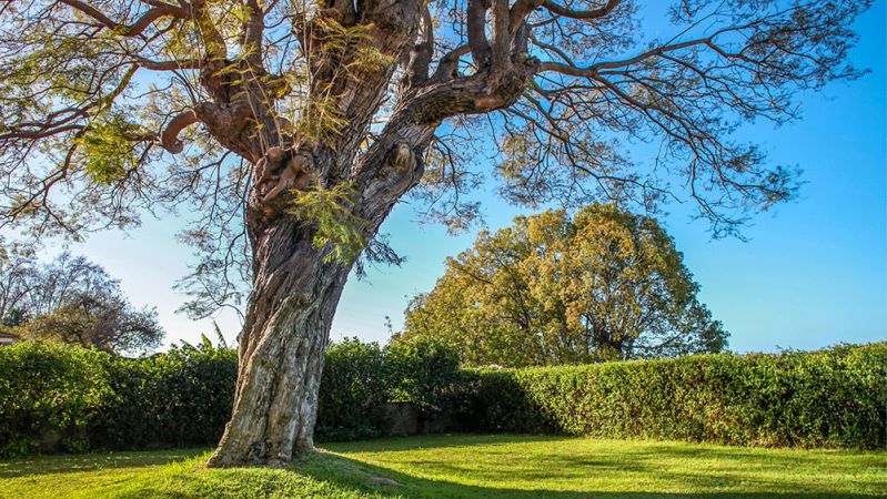 Quinta de Santa Luzia - Funchal
