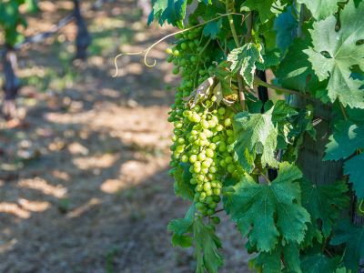 Quinta de Santa Luzia
