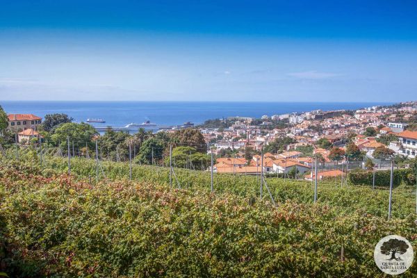 041-main_house_and_vineyard_lower_res